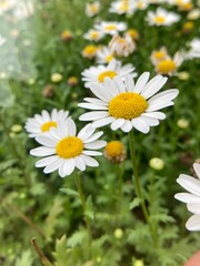 Fototapeta premium Daisy field photography. Daisy flower design. Chamomile flower design. Daisy icons. Flower pictogram 