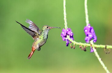 colibri verde © victor