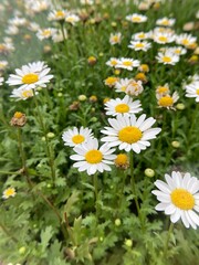 Fototapeta premium daisy field image. Daisy flower design. floral element set. wildflower vector graphic design. Blooming chamomile flower 