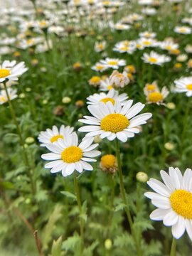 chamomile. flowerbed. Blossom. Daisy wheel. Oxeye daisy. Gleam of light. Flower design