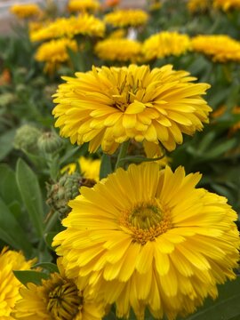 golden flower in bloom, top view, outdoor shot. Yellow flower blossom isolated. Calendula flower vector. Floral plant in bloom 