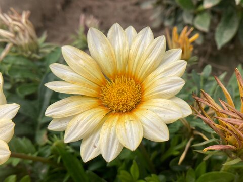 sunflower head close up. Beautiful yellow sunflower. Summer, autumn flower isolated 