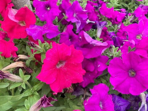cluster of Petunias Blooming with vibrant hues. Floral Background garden