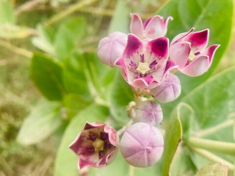 exotic flower blossoms, petals and leaves. Blooming natural environment floral photography design. Botanical floral pattern  