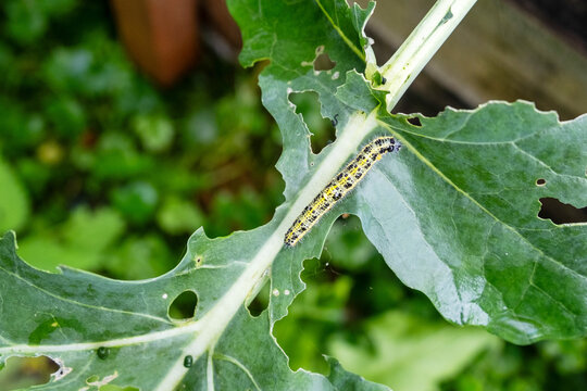 Caterpillars Feeding on Broccoli Undergoing Crop Damage