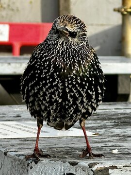 Close-up of a puffed-up starling bird showing detailed speckled feathers and texture. A natural wildlife scene capturing character, behaviour, and urban nature.