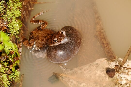 T&uacute;ngara frog (Engystomops pustulosus) calling with enormously extended vocal sac from a puddle on Ometepe Island, Nicaragua