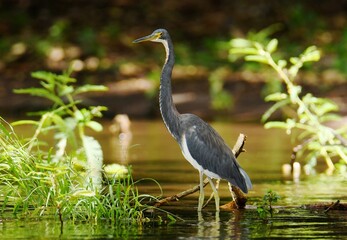 Naklejka premium Tricolored heron (Egretta tricolor ruficollis) in shallow shorewaters of the bay Ensenada El Istán of Lago Cocibolca (Lake Nicaragua)