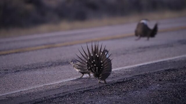 Greater Sage Grouse lek on a road at dawn in Utah as males are strutting.