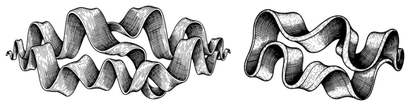 Curved vintage ribbons and scrolls with detailed cross hatching engraving style