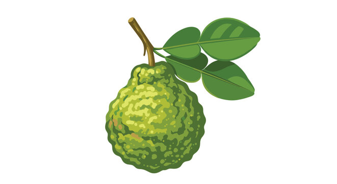 A single, textured green kaffir lime with a bumpy rind hangs from a short brown stem with two smooth green leaves attached against a plain white background.