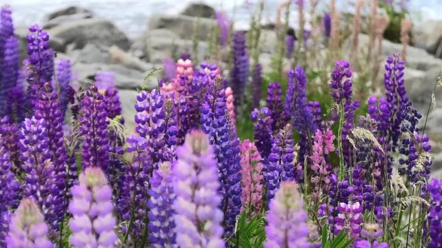 Beautiful Lupin Field near spectacular lake Tekapo in New Zealand, Beautiful Landscape with flowers in South Island