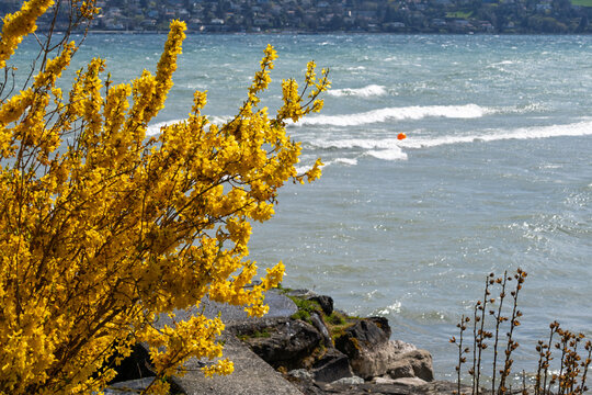 Floraison de Forsythia au bord du Lac de Gen&egrave;ve agit&eacute; par la Bise