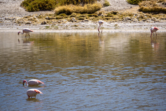 Group of Andean flamingos in arid desert lagoon, nature and wildlife landscape Chile