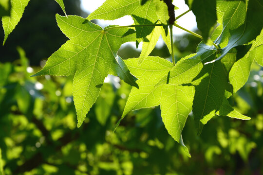 Blatt im Sonnenlicht