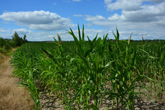 Maisfeld und blauer Himmel