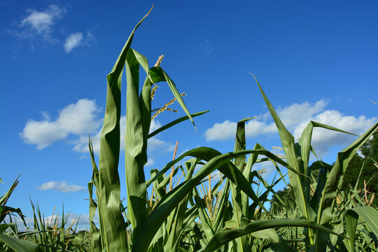 Maispflanze und blauer Himmel