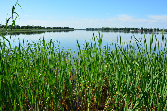 Schilf am See, Himmel und Landschaft