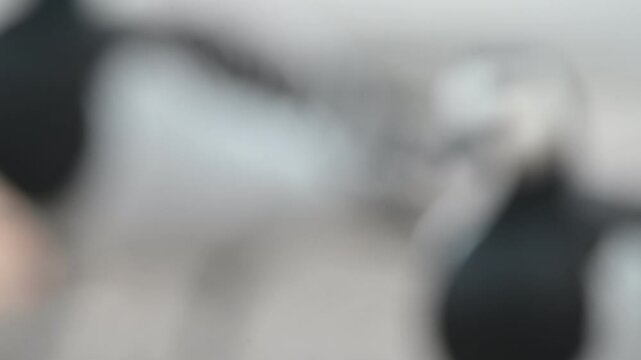 Barnacle goose face in extreme close-up, natural honking sound