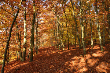 Fototapeta premium Wald im Herbst
