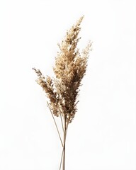 Obraz premium Neutral-toned dried flower stem with soft texture isolated on white background 