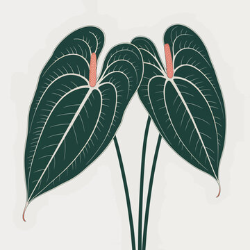 Minimalist botanical illustration of two anthurium plants with dark green heart shaped leaves and pale pink spadix stems on a clean light gray background artistic vector