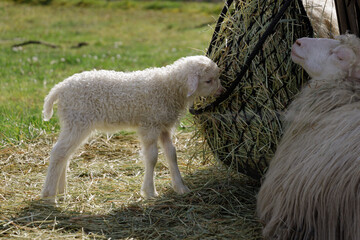 Obraz premium Young Lamb Cared For By Nurturing Ewe. Flock Member Gently Nurtured In Peaceful Countryside Setting