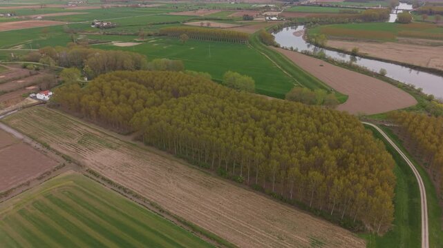 Aligned tree rows aerial view for future logging operations