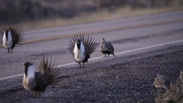 Greater Sage Grouse lek on a road at dawn in Utah as males are strutting and females watch.
