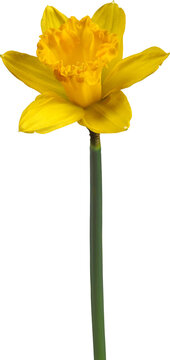 Single yellow daffodil flower isolated on white background