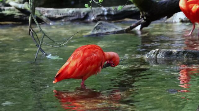 Scarlet ibis, Eudocimus ruber, bird of the Threskiornithidae family, admired by the reddish coloration of feathers, a consequence of crustaceans-based food