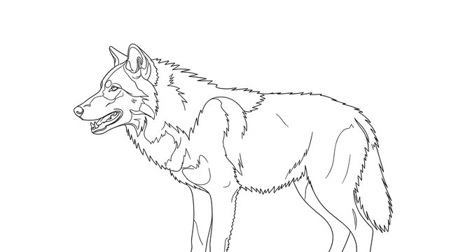 Outline drawing of a dire wolf standing on a white background  