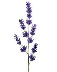 Obraz premium Single lavender stem with subtle purple gradient and soft buds isolated on white background 
