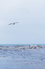 Naklejka premium vertical poster with birds on the seashore, spring and the migration of birds to the north for nesting, a foggy morning over the sea and copy space for text
