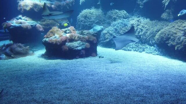 scuba diver and coral reef