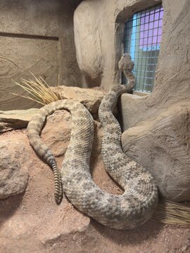 rattlesnake in Zoo