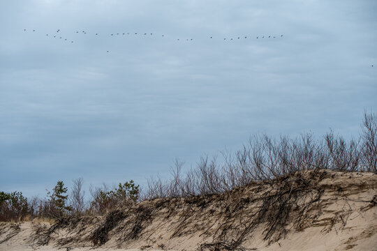 Flock of flying geese in blue sky during spring or autumn migration.