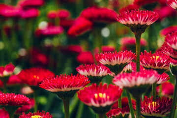 Group of bright purple daisies flowers © Alexandra Lande