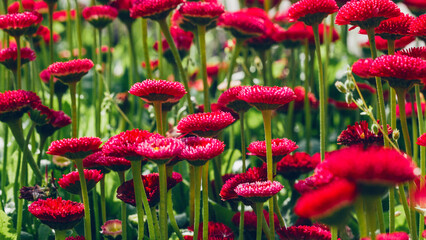 Group of bright purple daisies flowers © Alexandra Lande