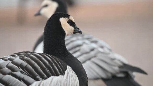 Barnacle geese in a close up with natural honking sound