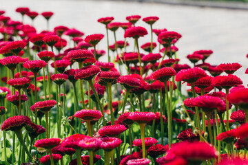Group of bright purple daisies flowers © Alexandra Lande