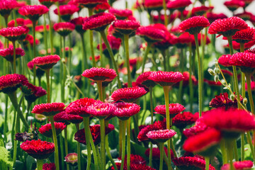 Group of bright purple daisies flowers © Alexandra Lande