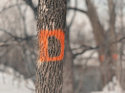 L'abattage d'un fr&ecirc;ne est n&eacute;cessaire en raison de l'agrile du fr&ecirc;ne, au Qu&eacute;bec, Canada. Une marque sur un arbre qui doit &ecirc;tre abattu en hiver.