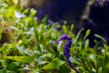 Seahorse in aquatic environment among green plants with delicate structure. Concept of fragility, sensitivity, and micro ecosystem. Represents vulnerability, precision and subtle balance in nature © GT77