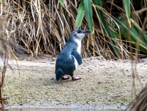 Little blue penguin