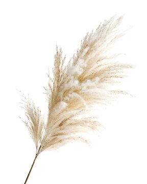Pampas grass plume with airy feathery structure isolated on white background 