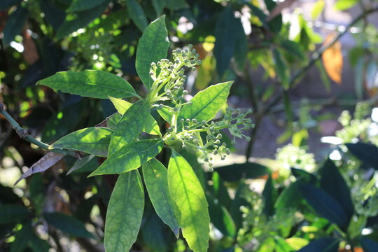 Himalaya laurel, Aucuba de l'Himalaya, Himalaja Goldorange, Aucuba himalaica, Garryaceae