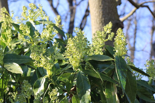 Himalaya laurel, Aucuba de l'Himalaya, Himalaja Goldorange, Aucuba himalaica, Garryaceae