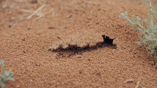 the anthill. ant hole. ant colony activity during the day in front of the anthill