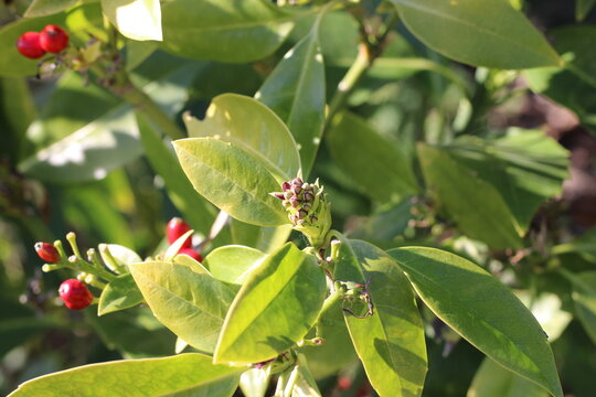 Japanese Aucuba, Japanse broodboom, Aucuba Japonais, Aucuba japonica, Garryaceae